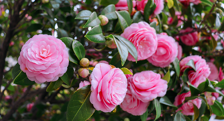 Chanel Patents Hydroalcoholic Extract of Camellia Japonica | Happi