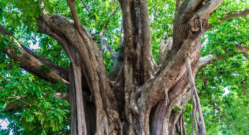 Ficus lacor Extrtact for Reducing MMP-1 Activity